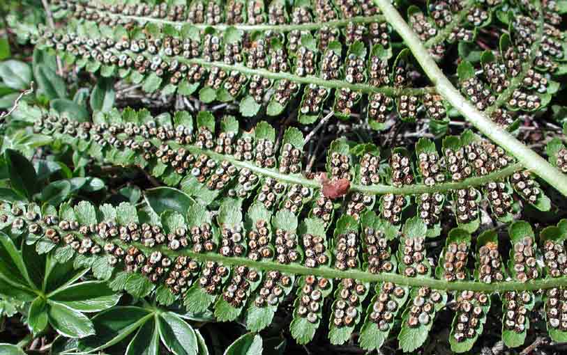  Image name: felce maschio4.jpg 
 width: 813 pixel 
 height: 510 pixel 
 Size: 63502 bytes 
 Click to enlarge 